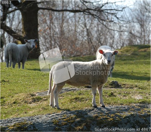 Image of Sheep