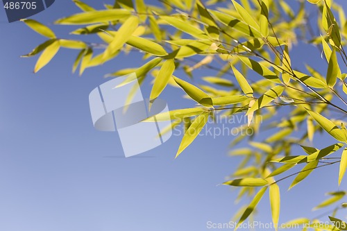 Image of Bamboo leaves