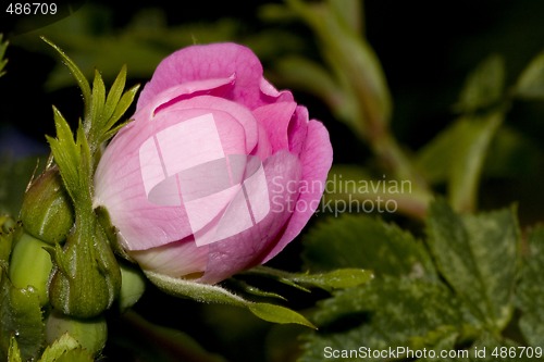 Image of pink rose