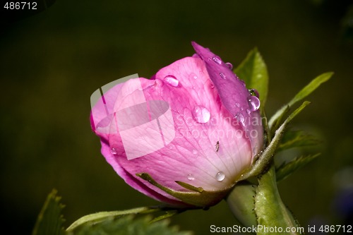 Image of Pink rose