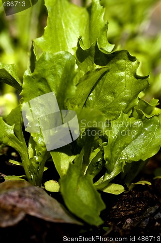 Image of lettuce