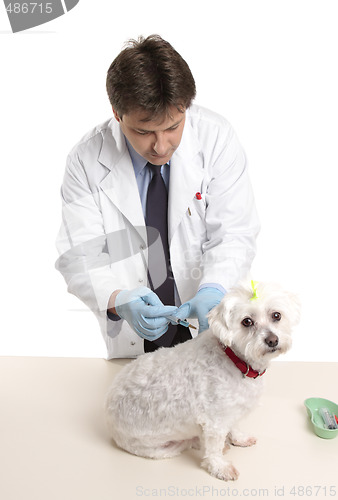 Image of Vet giving dog injectable medication