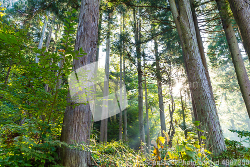 Image of Green forest and sunlight