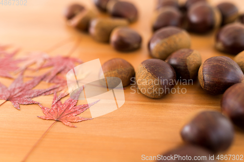 Image of Maple leaves and chestnut