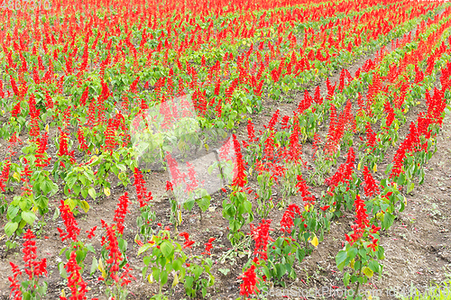 Image of Salvia field
