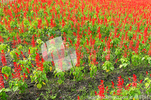 Image of Red Salvia farm