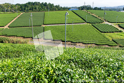 Image of Fresh green tea