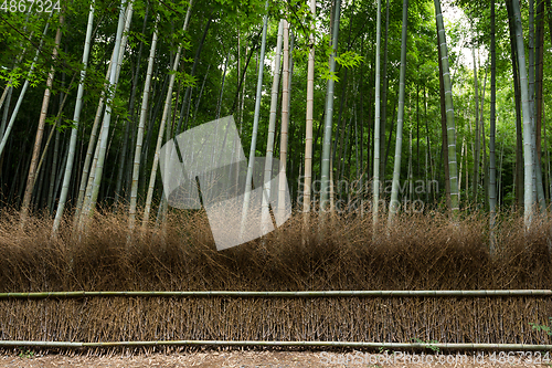 Image of Greenery Bamboo