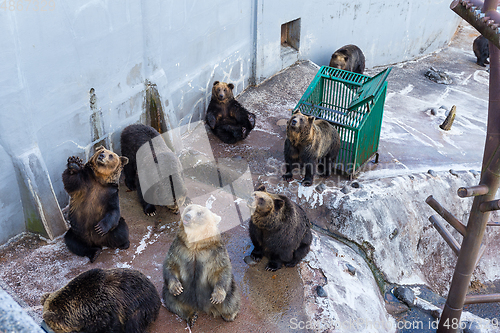 Image of Friendly brown bear sitting and waving a paw in the zoo