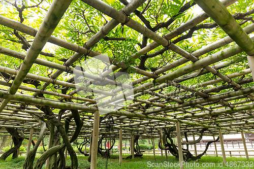 Image of Vine shed in the garden