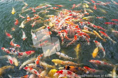 Image of Feeding fish carp in pond