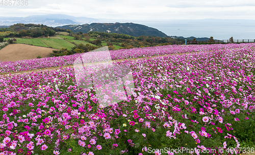 Image of Cosmos flower farm