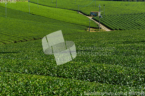 Image of Tea plantation farm in Kyoto