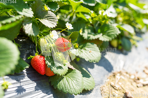 Image of Green fresh Strawberry