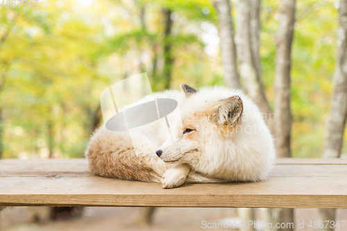 Image of Sleepy fox