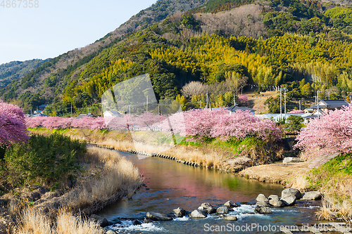 Image of Sakura flower and river in kawazu