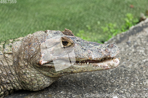 Image of Crocodile