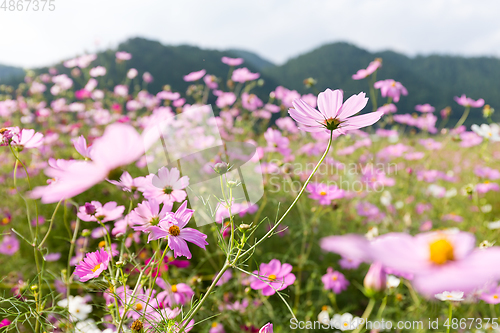 Image of Pink daisy garden