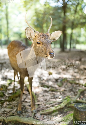 Image of Deer in Nara city