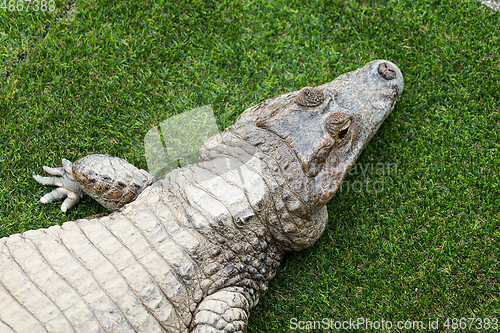 Image of Top view of crocodile