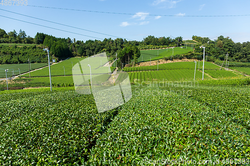 Image of Green tea field