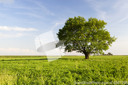 Image of beautiful oak tree