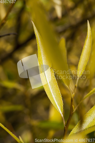 Image of thin yellow leaf