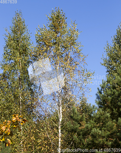 Image of yellow birch