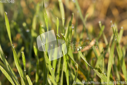 Image of grass meadow