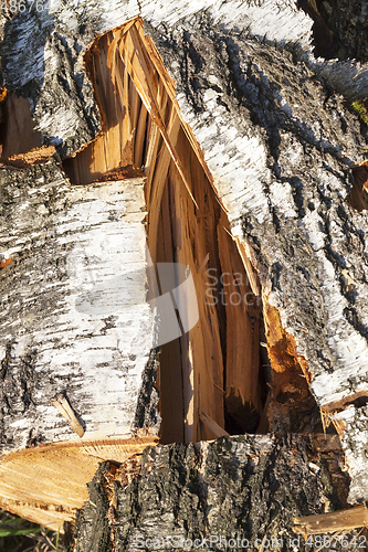 Image of birch log