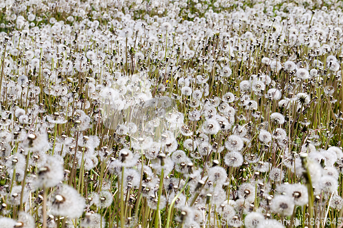 Image of field of dandelions flowers