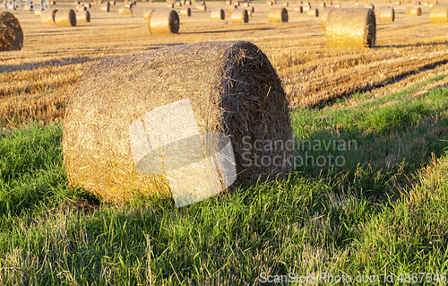 Image of twisted yellow straw