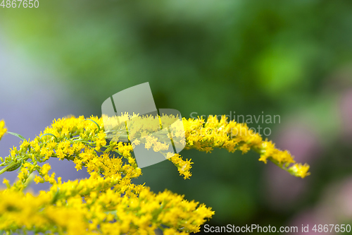 Image of flower in autumn