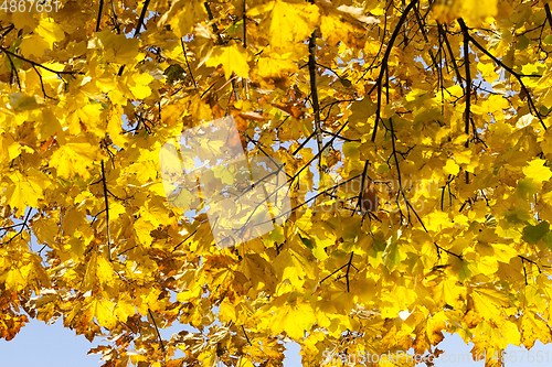 Image of Autumnal ornament