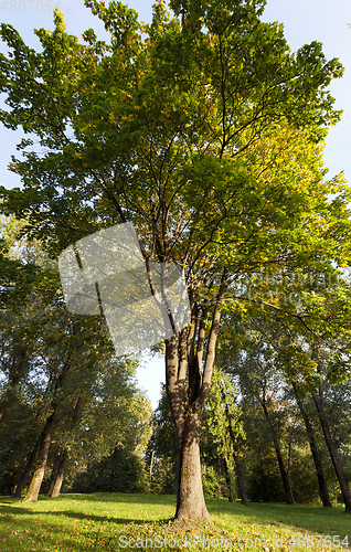 Image of autumn maple