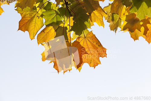 Image of maple leaves