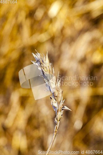 Image of crumpled golden wheat ear