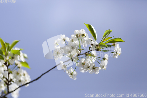 Image of cherry blossoms