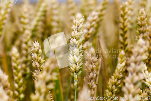 Image of Grain field