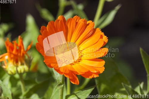 Image of orange flower