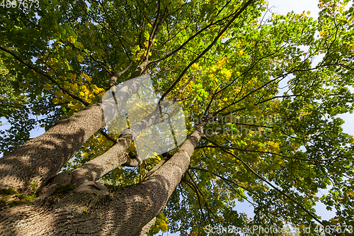 Image of maple trunk