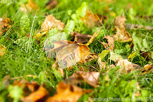 Image of green grass and leaves
