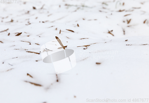 Image of tree seeds on snow