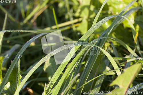 Image of fresh green grass