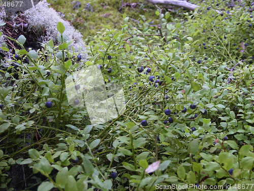 Image of Blueberry