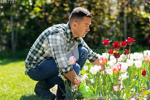 Image of middle-aged man taking care of flowers at garden