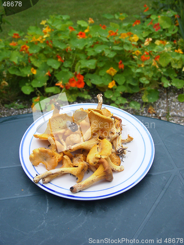 Image of Chanterelles on plate