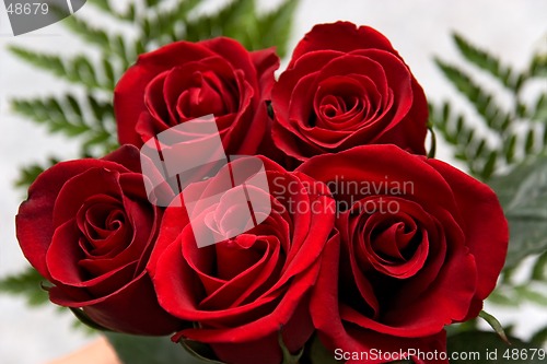 Image of flowers rose 10