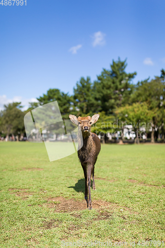 Image of Cute Deer walking in a park