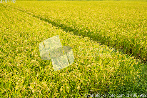 Image of Green Rice farmland